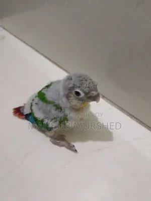 কনুর বেবি