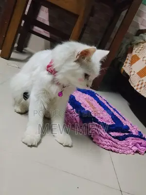৩-৬ মাসের মহিলা খাঁটি পার্সিয়ান