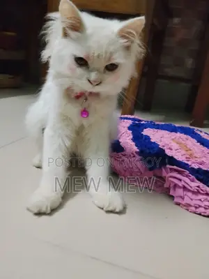 ৩-৬ মাসের মহিলা খাঁটি পার্সিয়ান