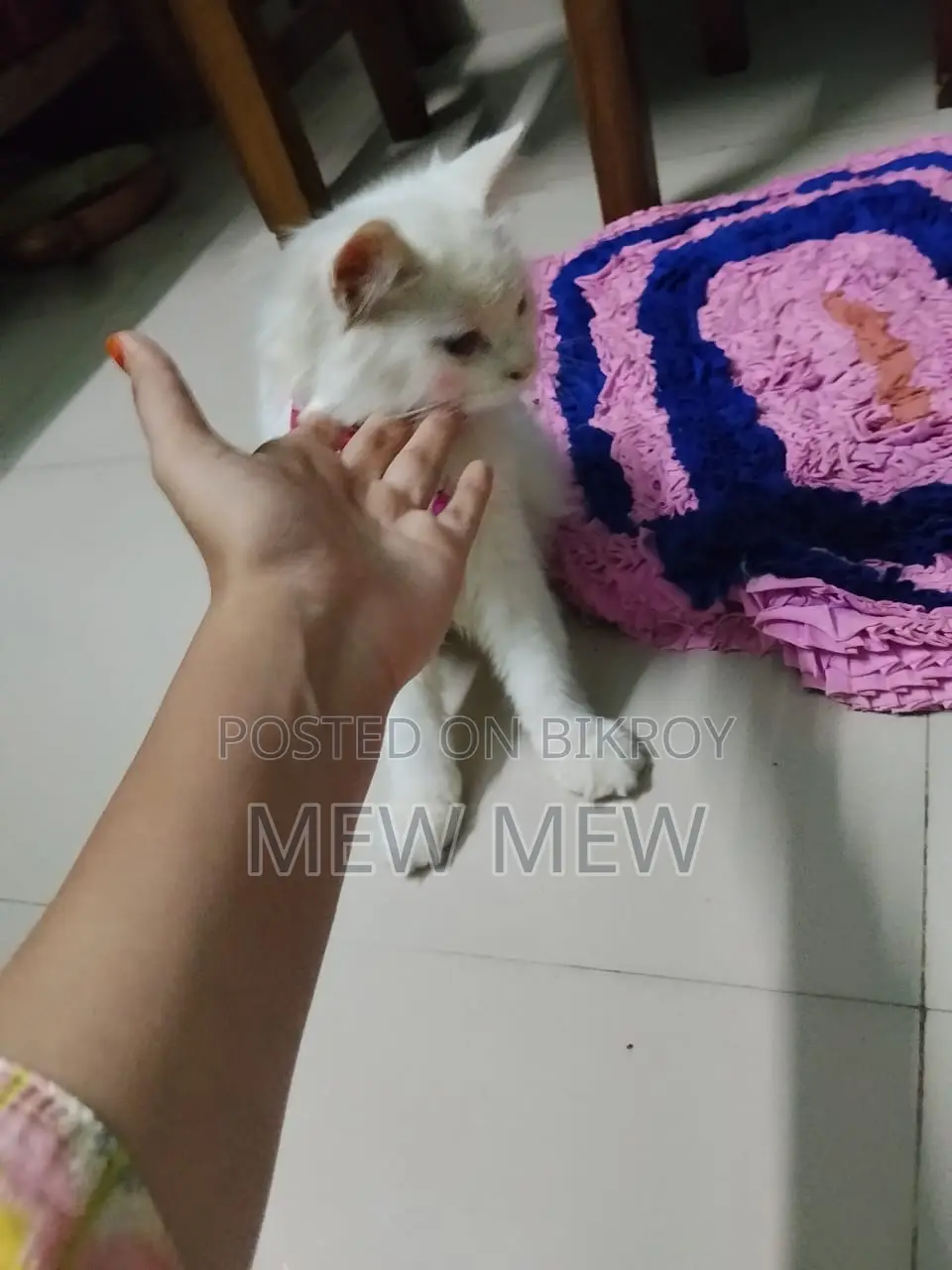 ৩-৬ মাসের মহিলা খাঁটি পার্সিয়ান