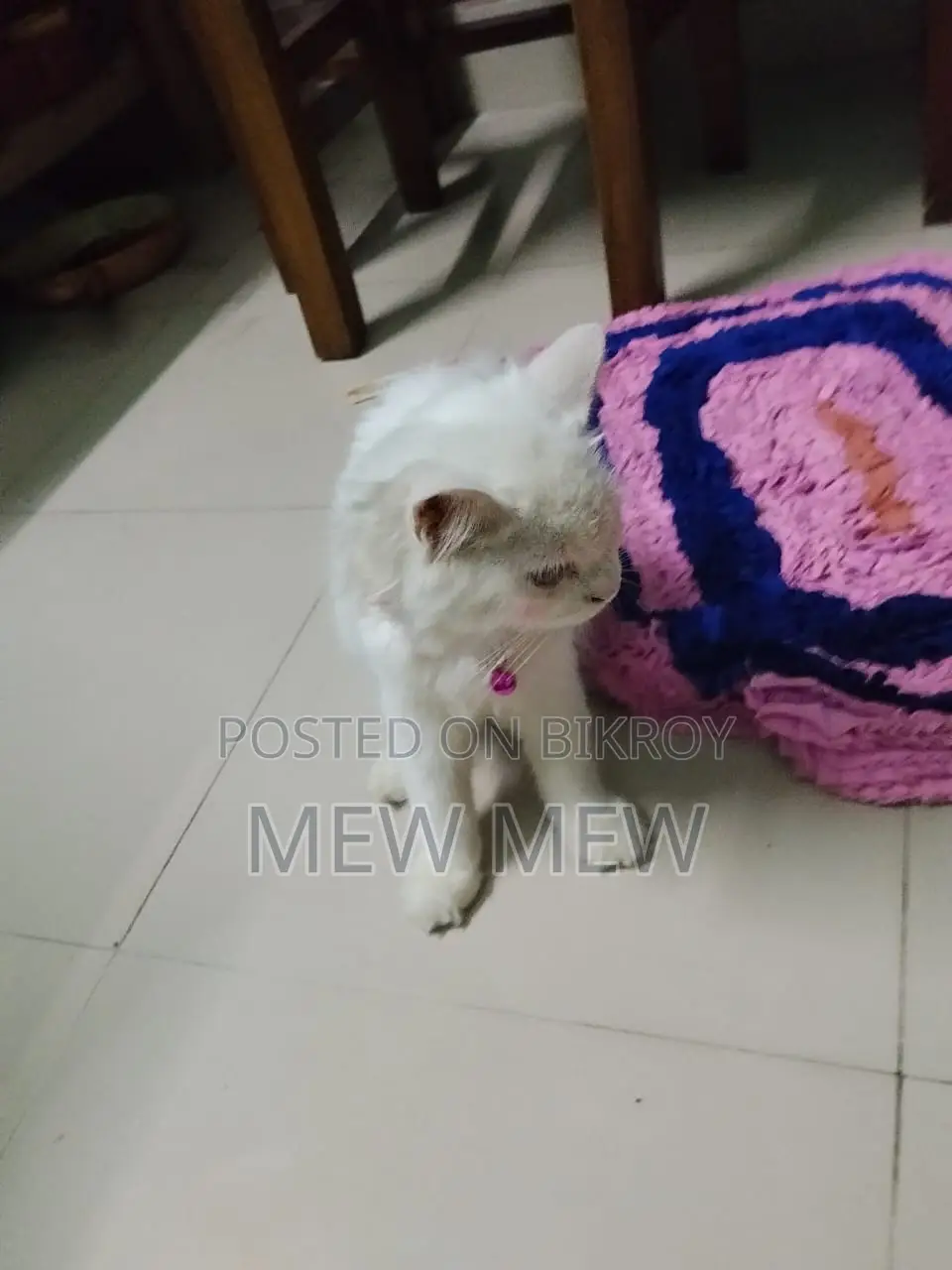 ৩-৬ মাসের মহিলা খাঁটি পার্সিয়ান