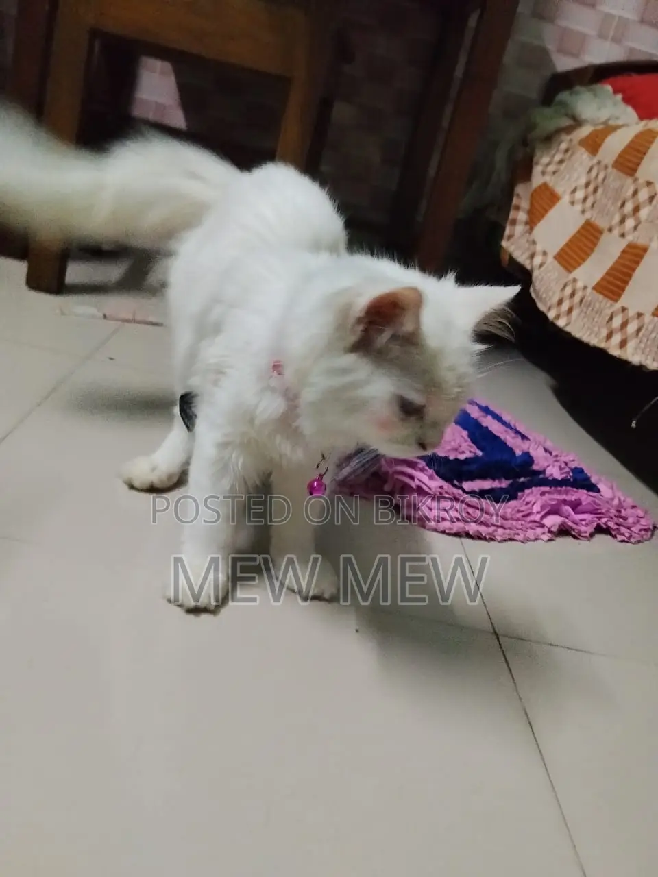 ৩-৬ মাসের মহিলা খাঁটি পার্সিয়ান