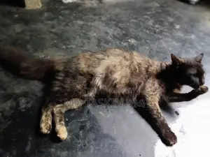 ৬-১২ মাস বয়সী ফিমেল মিক্সড ব্রিড পার্সিয়ান