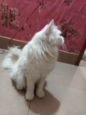 ১+ বছরের ফিমেল পিওরব্রেড পার্সিয়ান