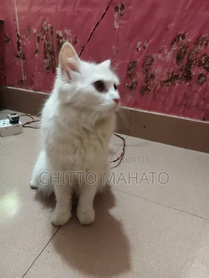 ১+ বছরের ফিমেল পিওরব্রেড পার্সিয়ান