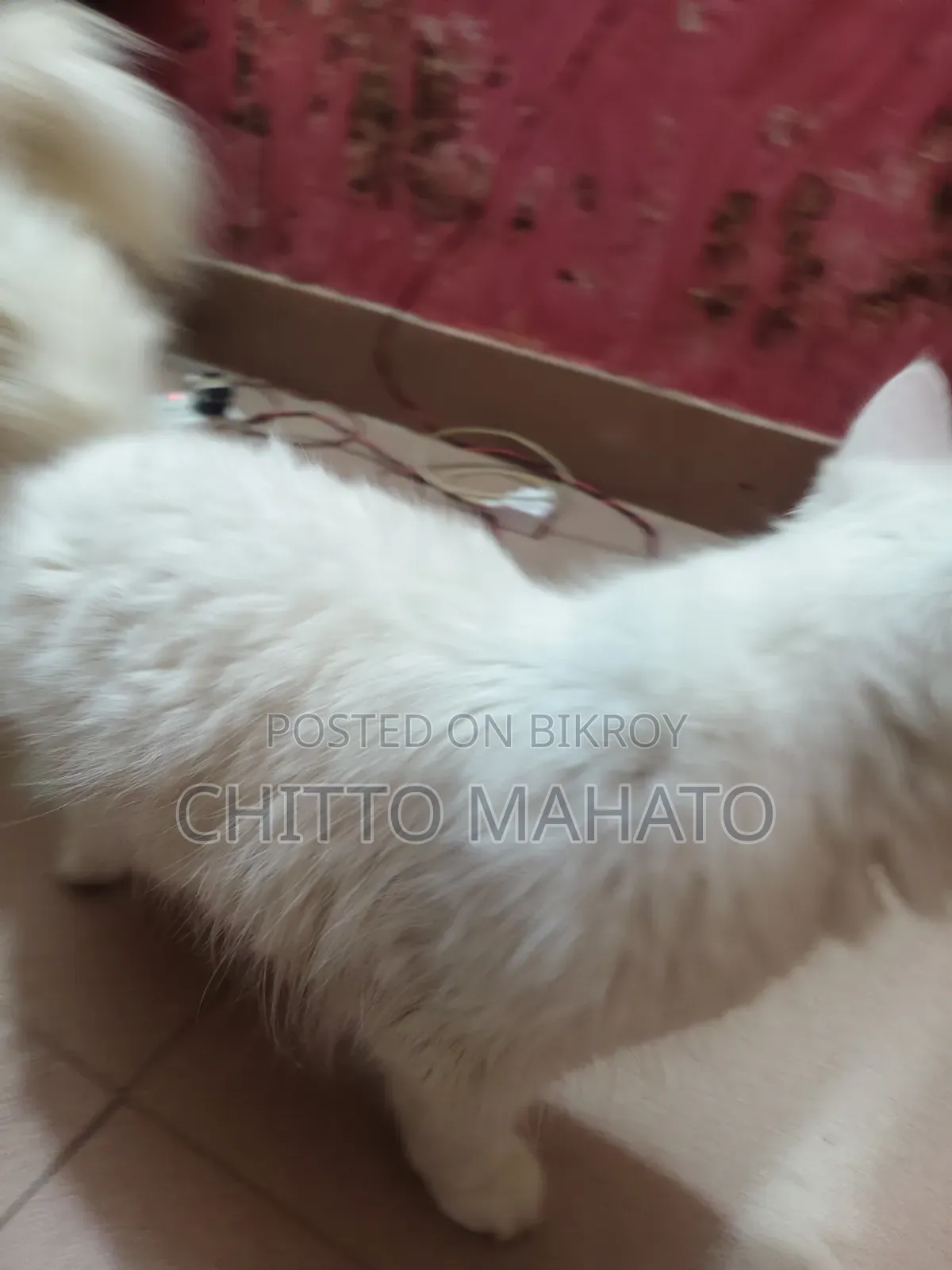 ১+ বছরের ফিমেল পিওরব্রেড পার্সিয়ান