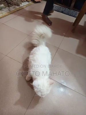 ১+ বছরের ফিমেল পিওরব্রেড পার্সিয়ান