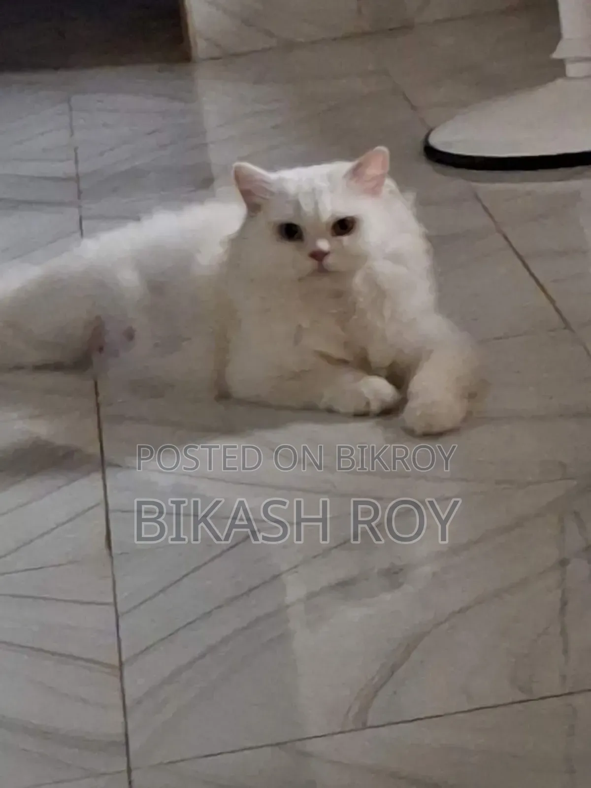 ১+ বছরের ফিমেল পিওরব্রেড পার্সিয়ান