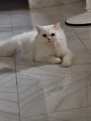 ১+ বছরের ফিমেল পিওরব্রেড পার্সিয়ান