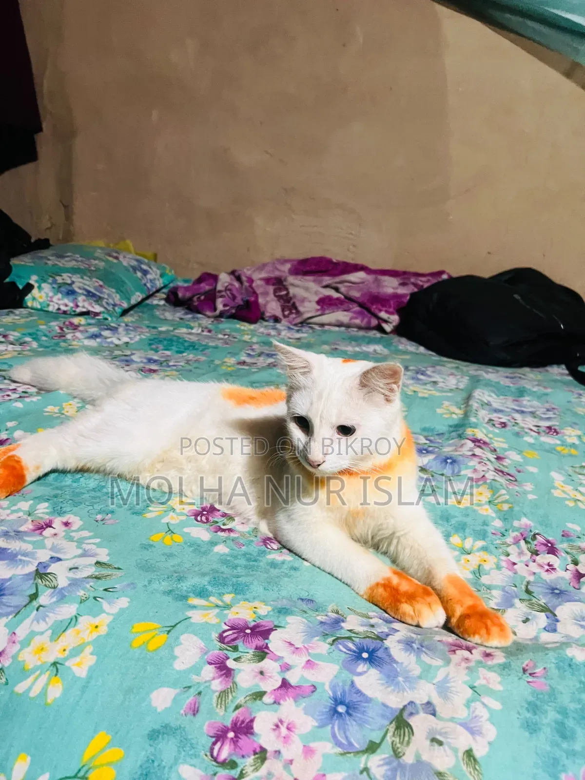 ৬-১২ মাসের ফিমেল মিক্সড ব্রিড পার্সিয়ান