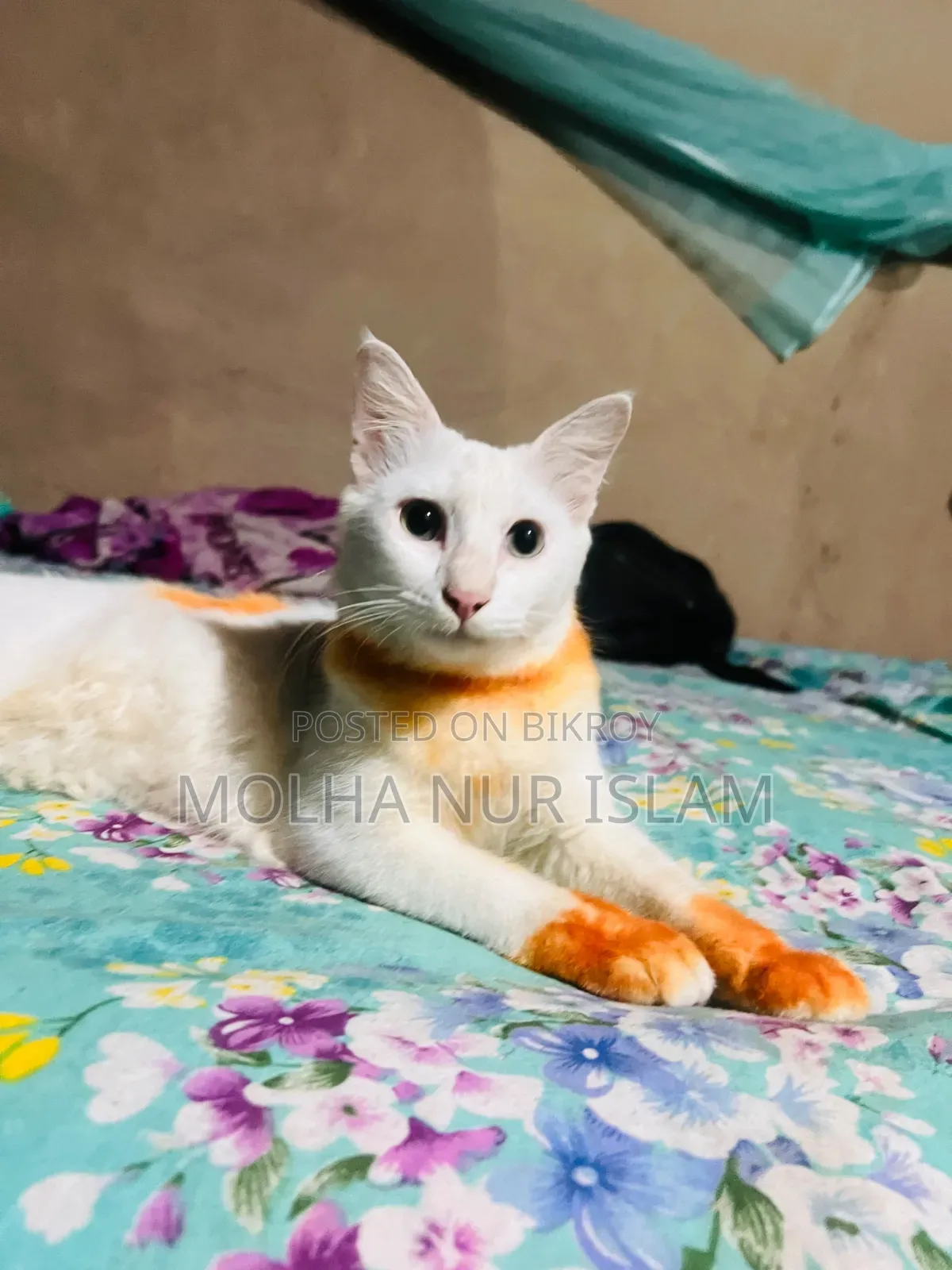 ৬-১২ মাসের ফিমেল মিক্সড ব্রিড পার্সিয়ান