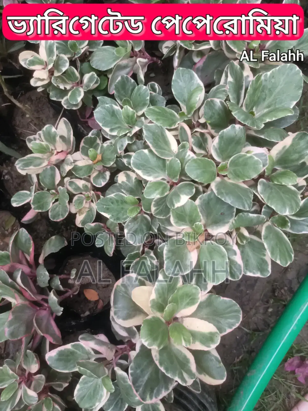 Variegated Peperomia