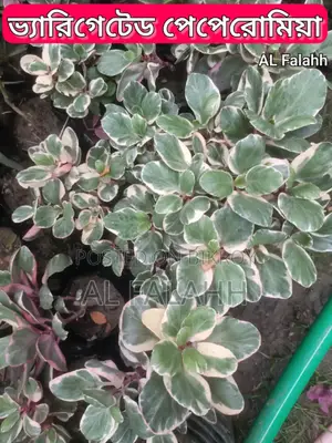 Variegated Peperomia