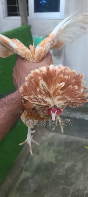 বাফ পুলিশ ক্যাপ মুরগি