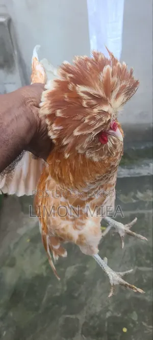 বাফ পুলিশ ক্যাপ মুরগি