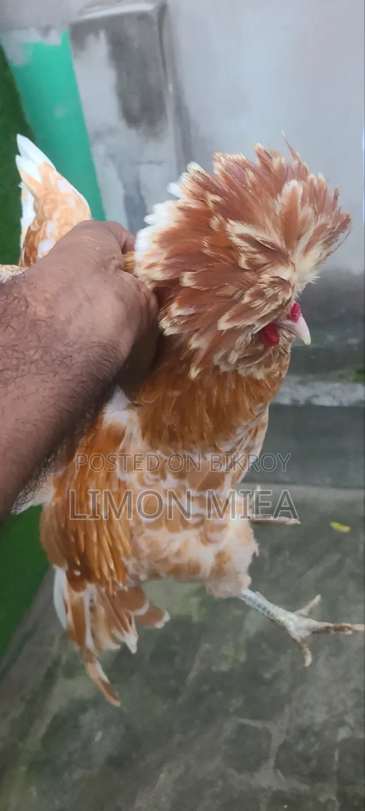 বাফ পুলিশ ক্যাপ মুরগি