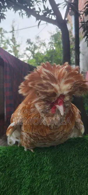 বাফ পুলিশ ক্যাপ মুরগি