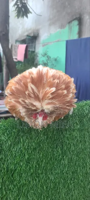 বাফ পুলিশ ক্যাপ মুরগি