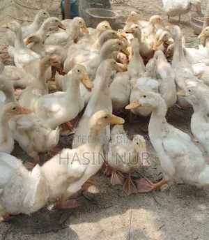 30 days old original Peking star ducks for sale