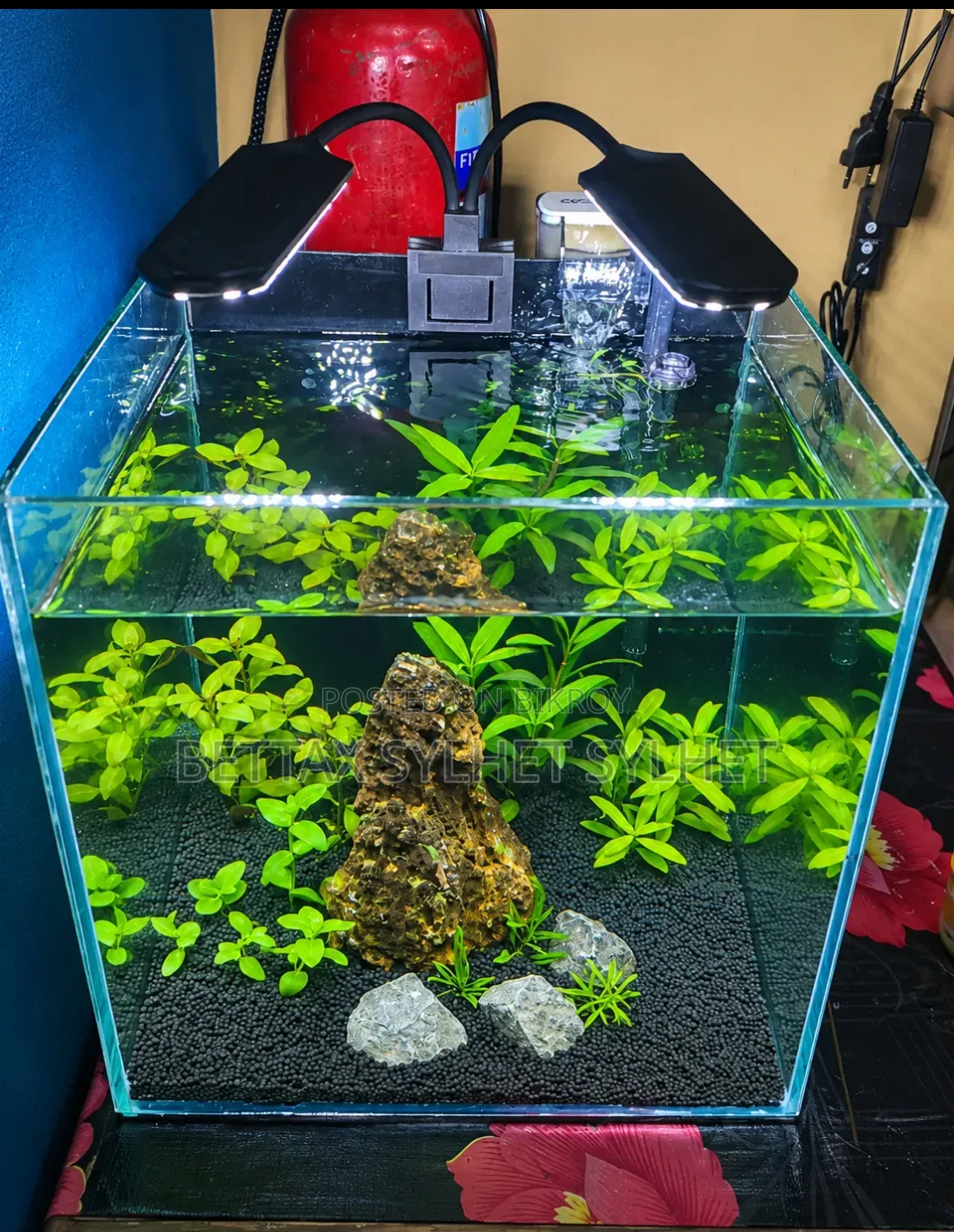 Planted Aquarium Setup