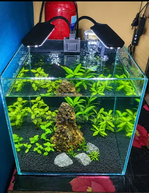 Planted Aquarium Setup