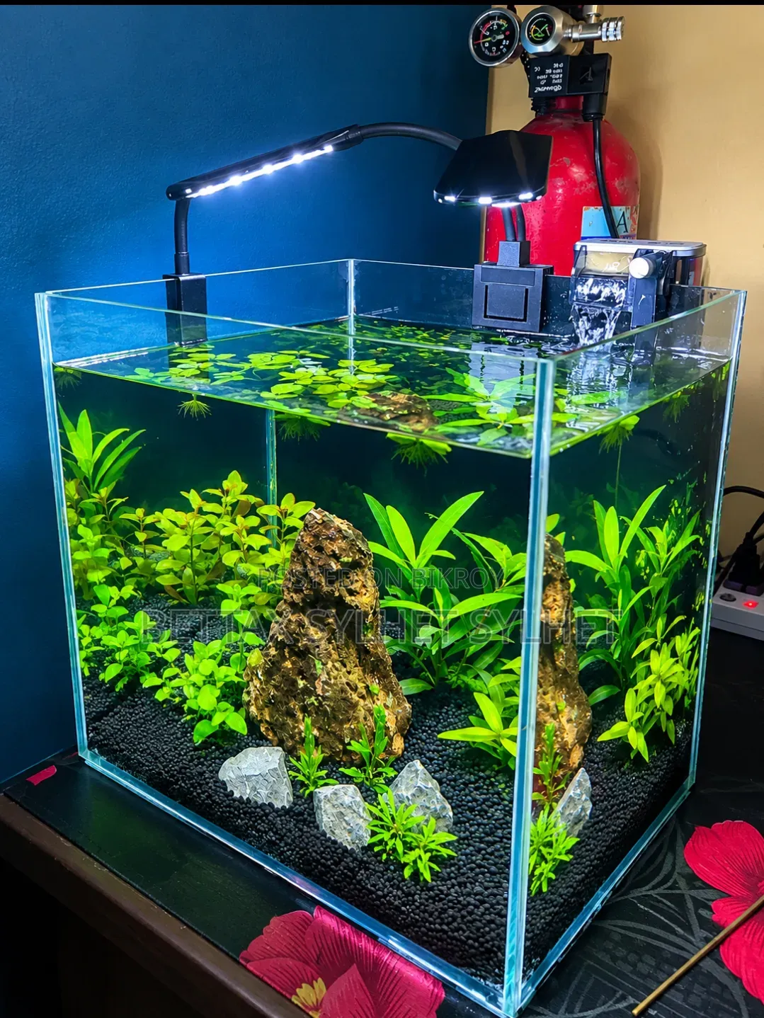 Planted Aquarium Setup