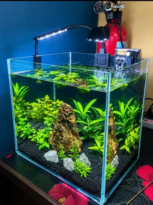 Planted Aquarium Setup