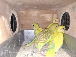 বাজুরিকা বাচ্চা