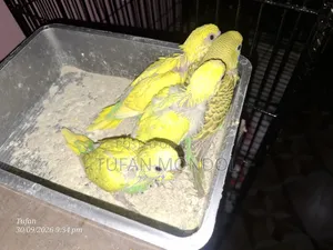 বাজুরিকা বাচ্চা