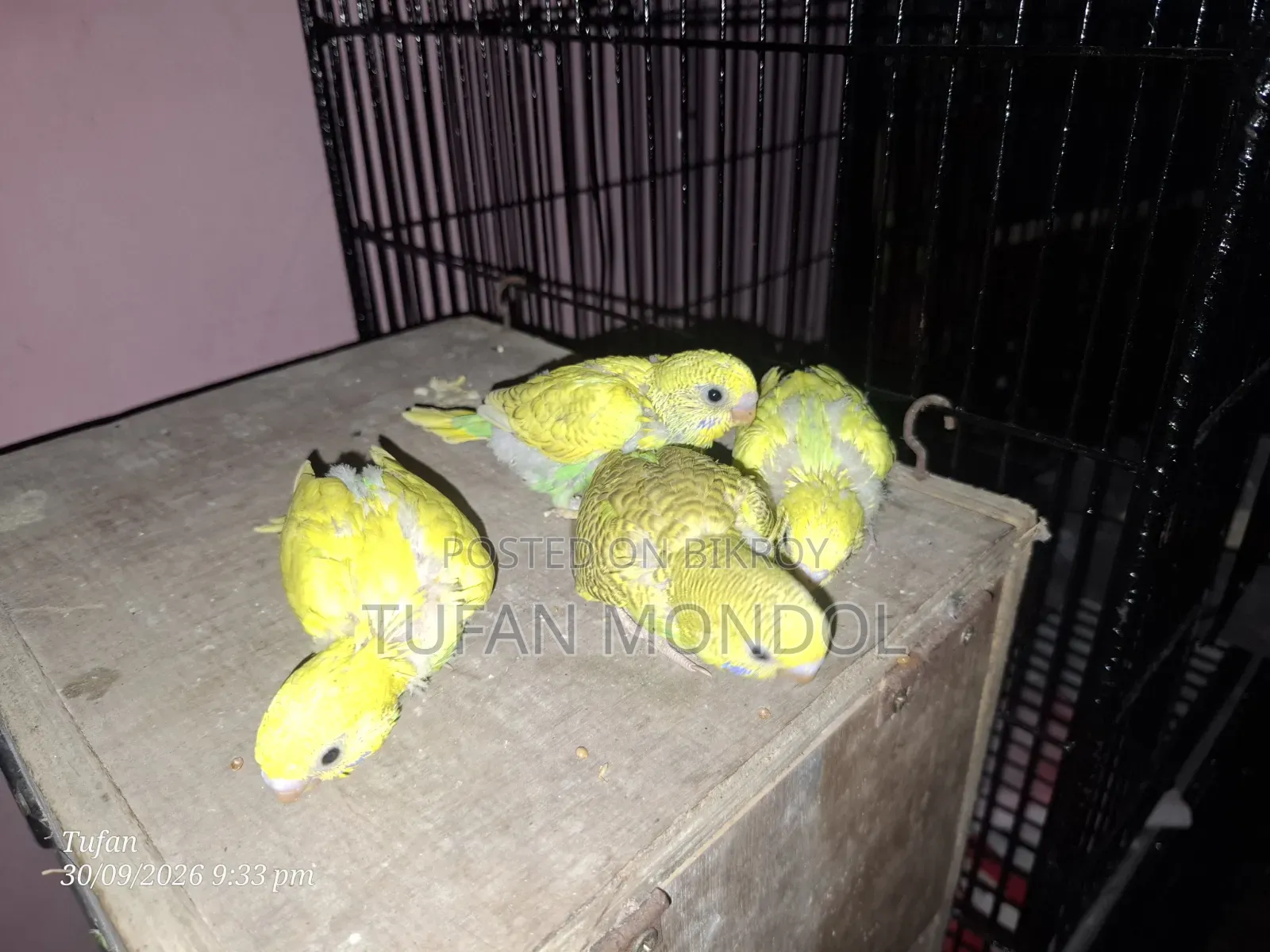 বাজুরিকা বাচ্চা