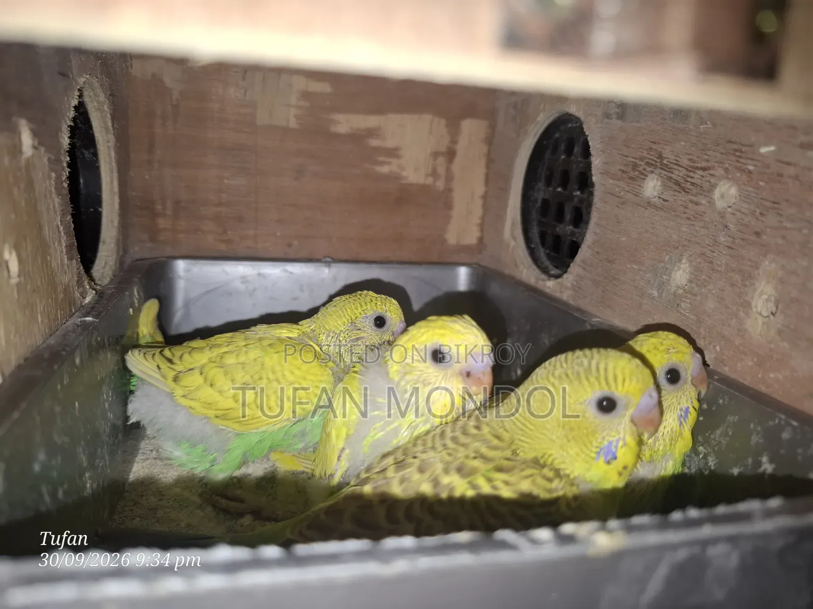 বাজুরিকা বাচ্চা