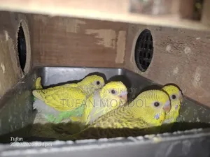 বাজুরিকা বাচ্চা