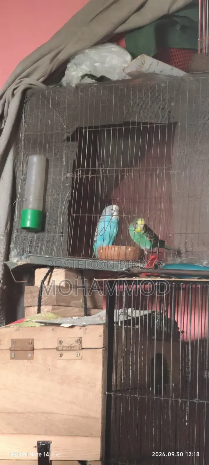 বাজরিগার পাখি রানিং