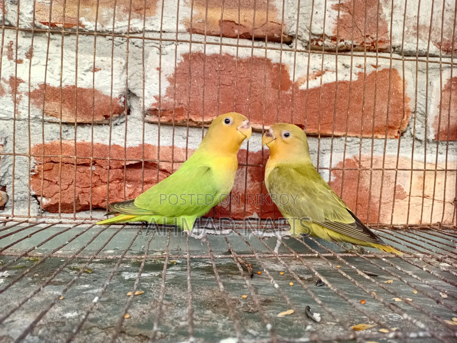Active Lovebird