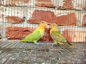 Active Lovebird