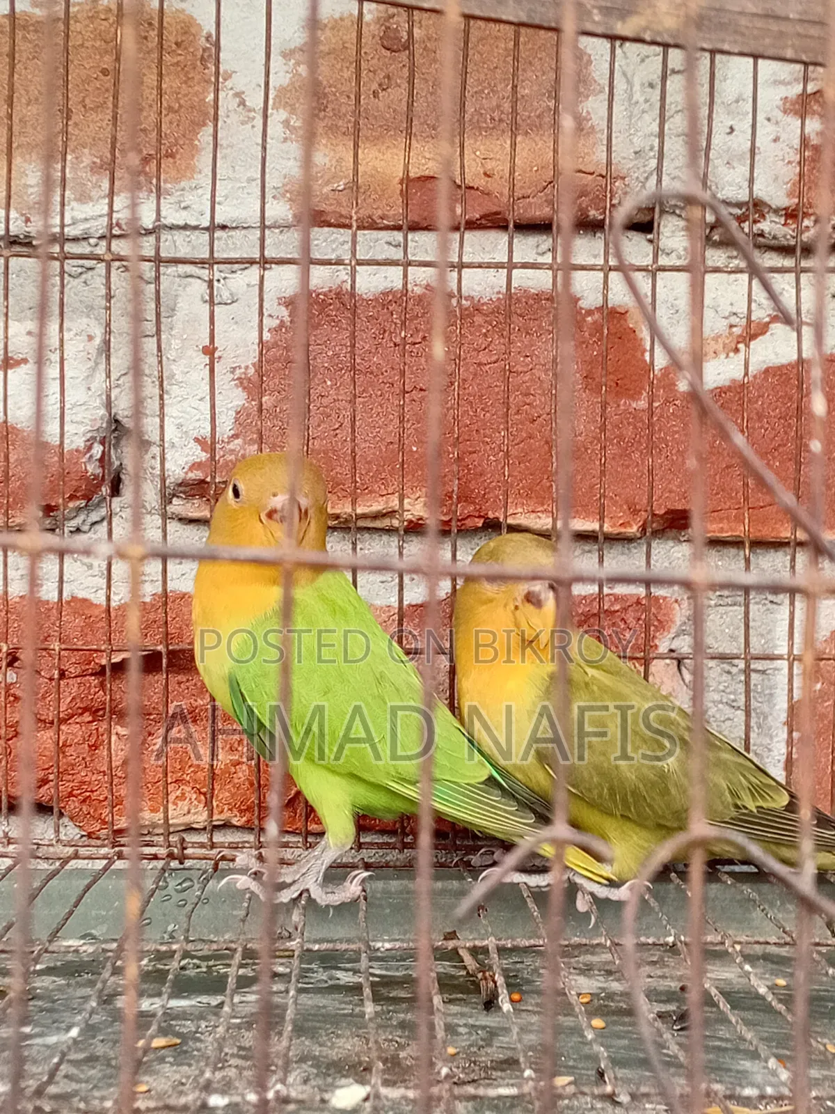 Active Lovebird