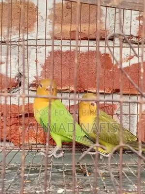 Active Lovebird