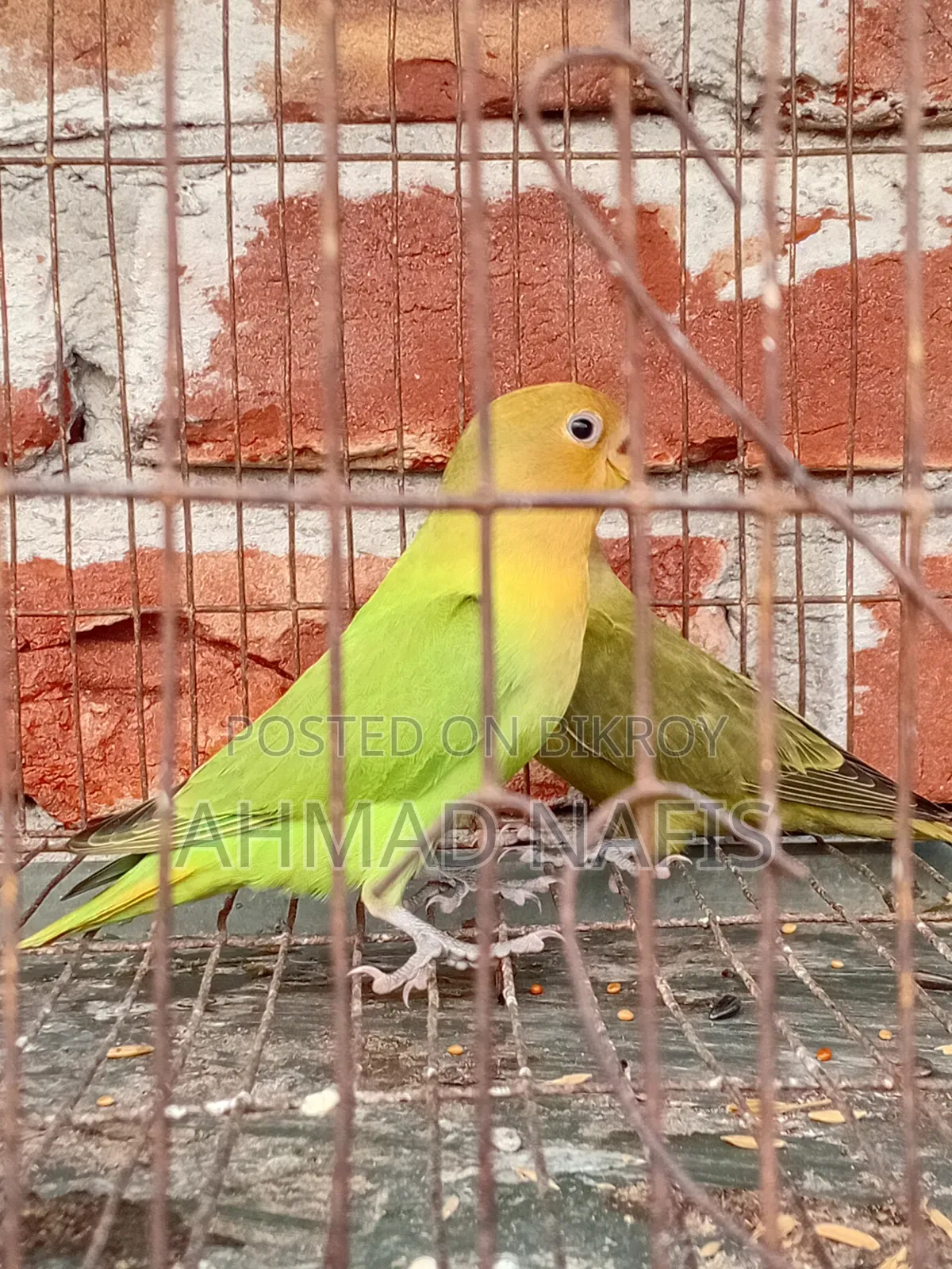 Active Lovebird