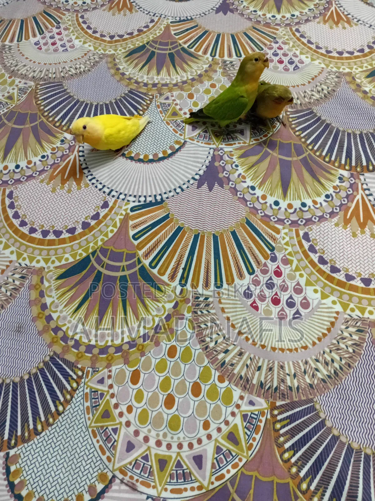 Active Lovebird
