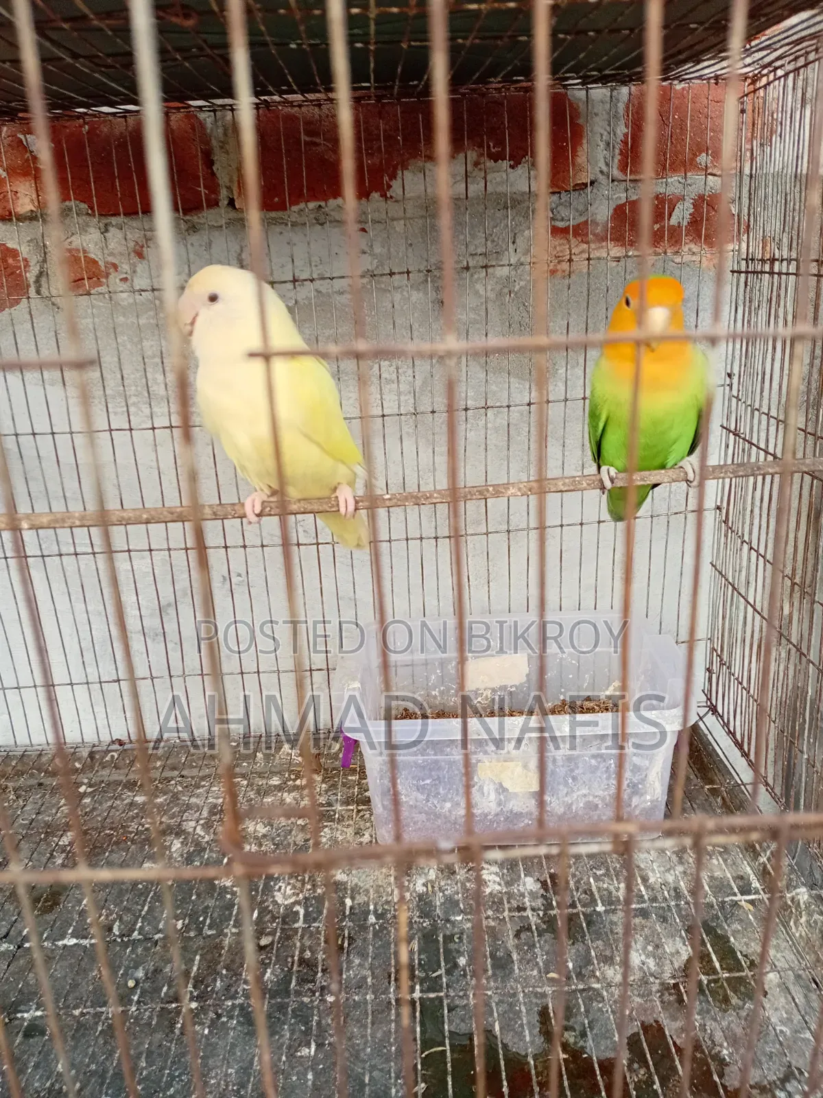 Active Lovebird