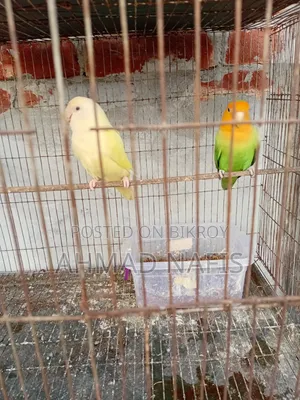 Active Lovebird