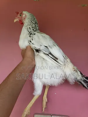 Hill Rooster and Hen