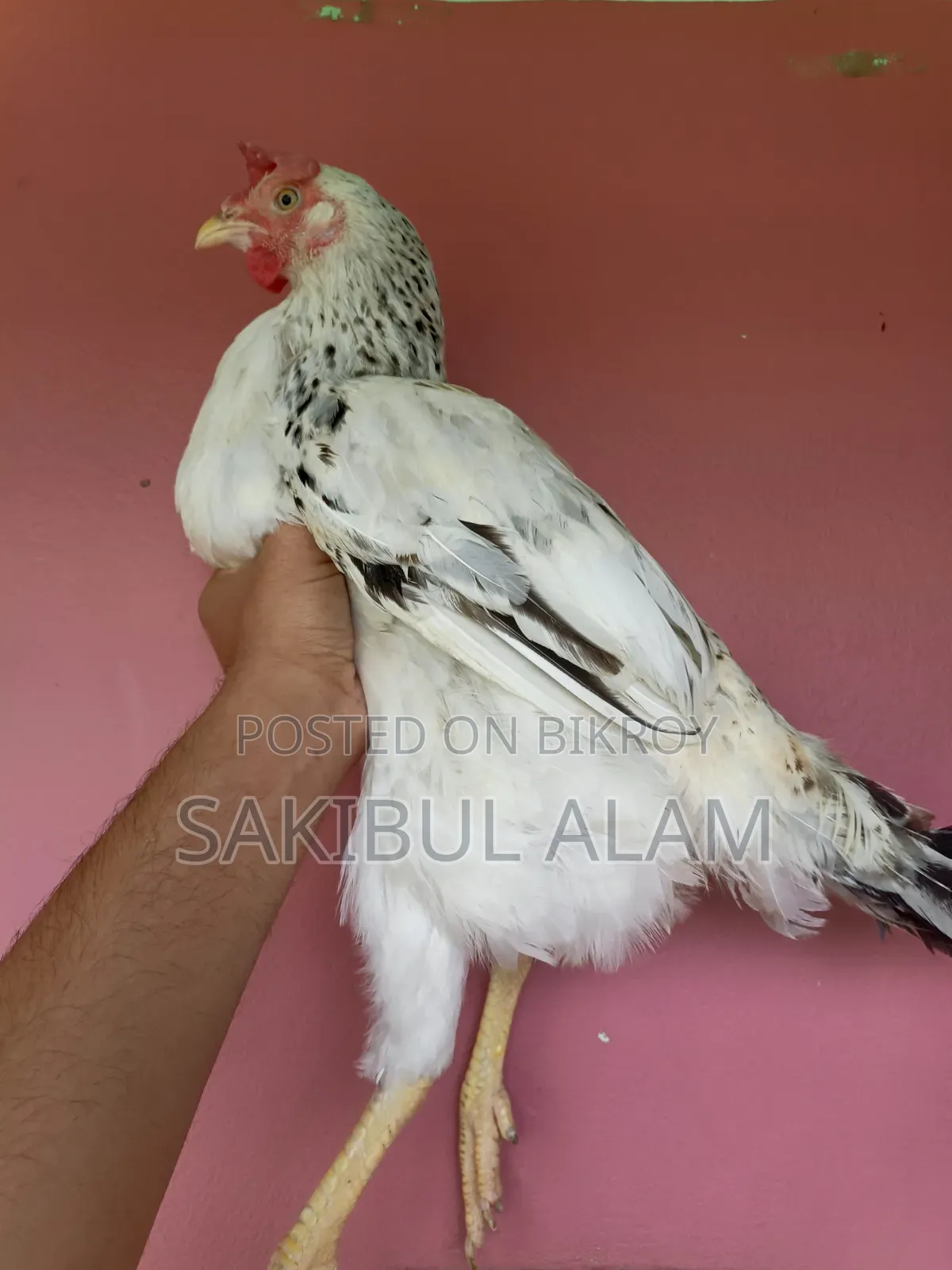Hill Rooster and Hen