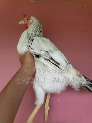 Hill Rooster and Hen