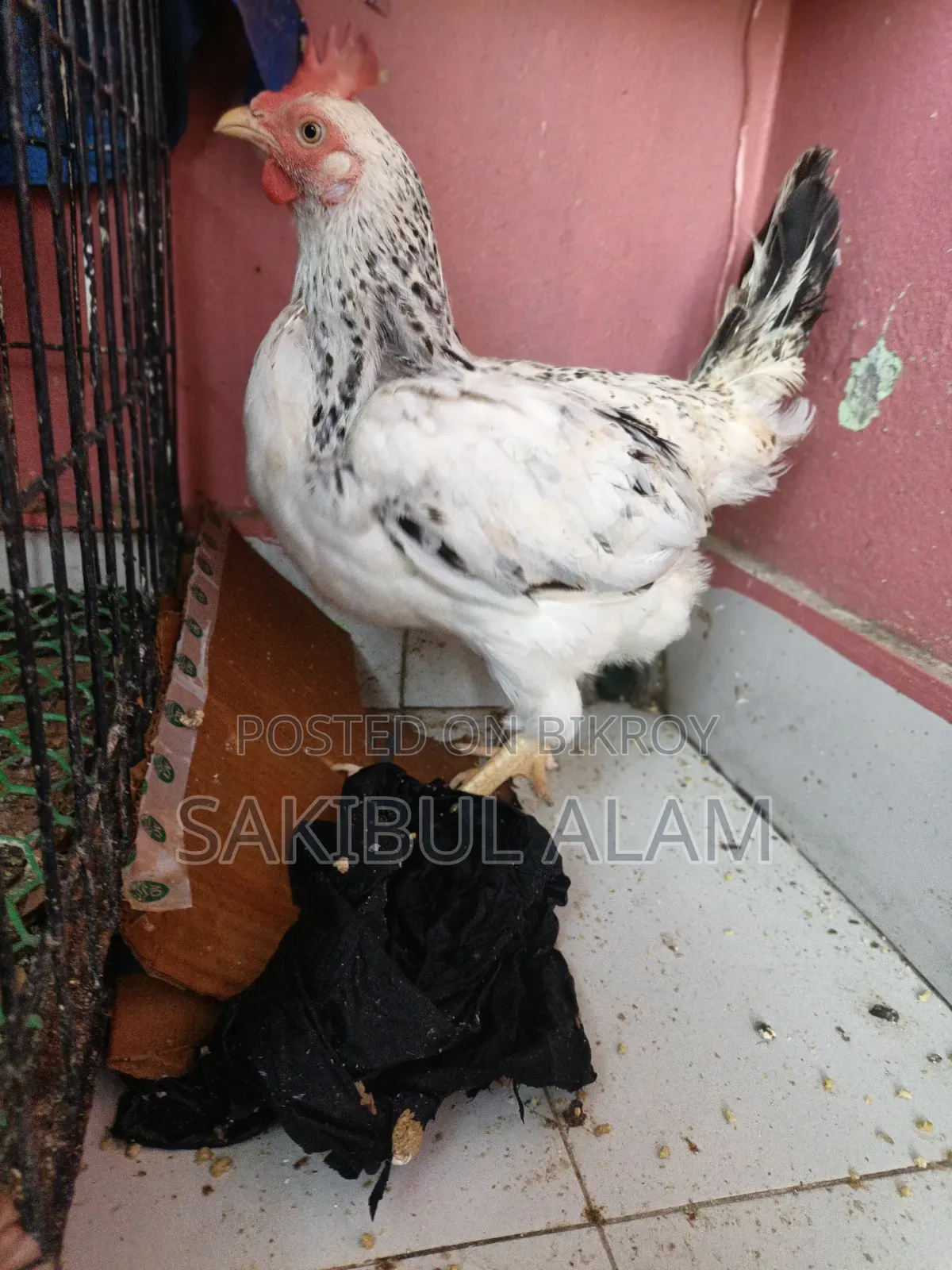 Hill Rooster and Hen
