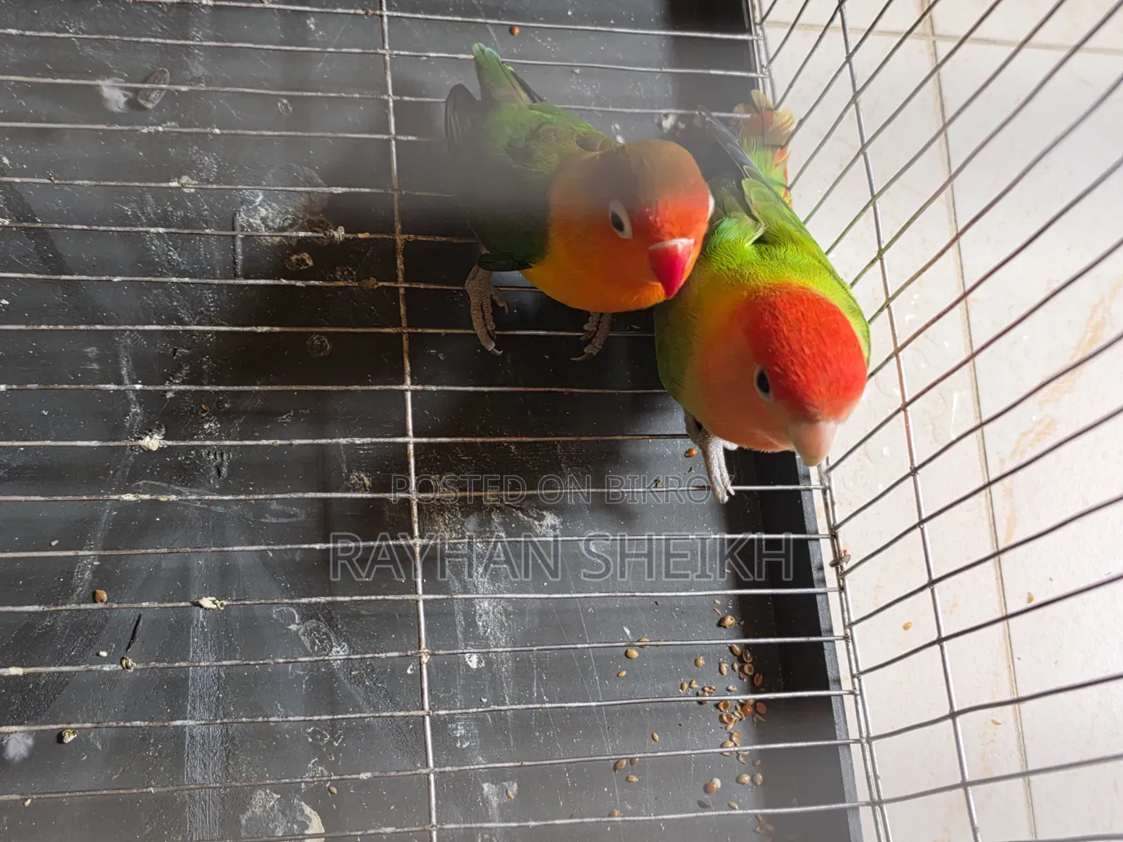 Fischer's Lovebird One Pair
