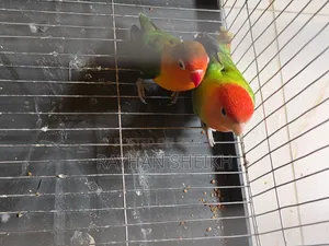 Fischer's Lovebird One Pair
