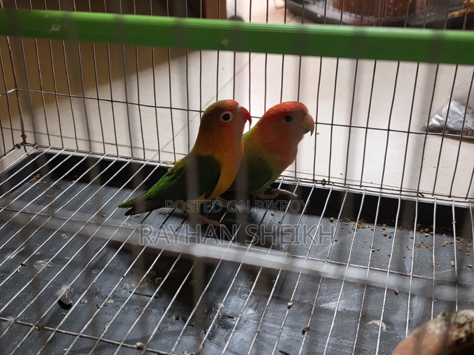 Fischer's Lovebird One Pair