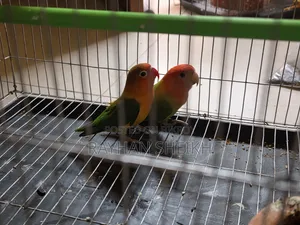Fischer's Lovebird One Pair