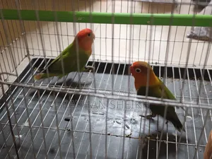Fischer's Lovebird One Pair